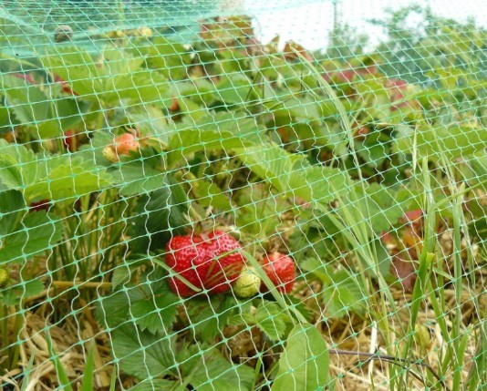 Сетка от птиц для защиты ягод и овощей :: Товары для дома