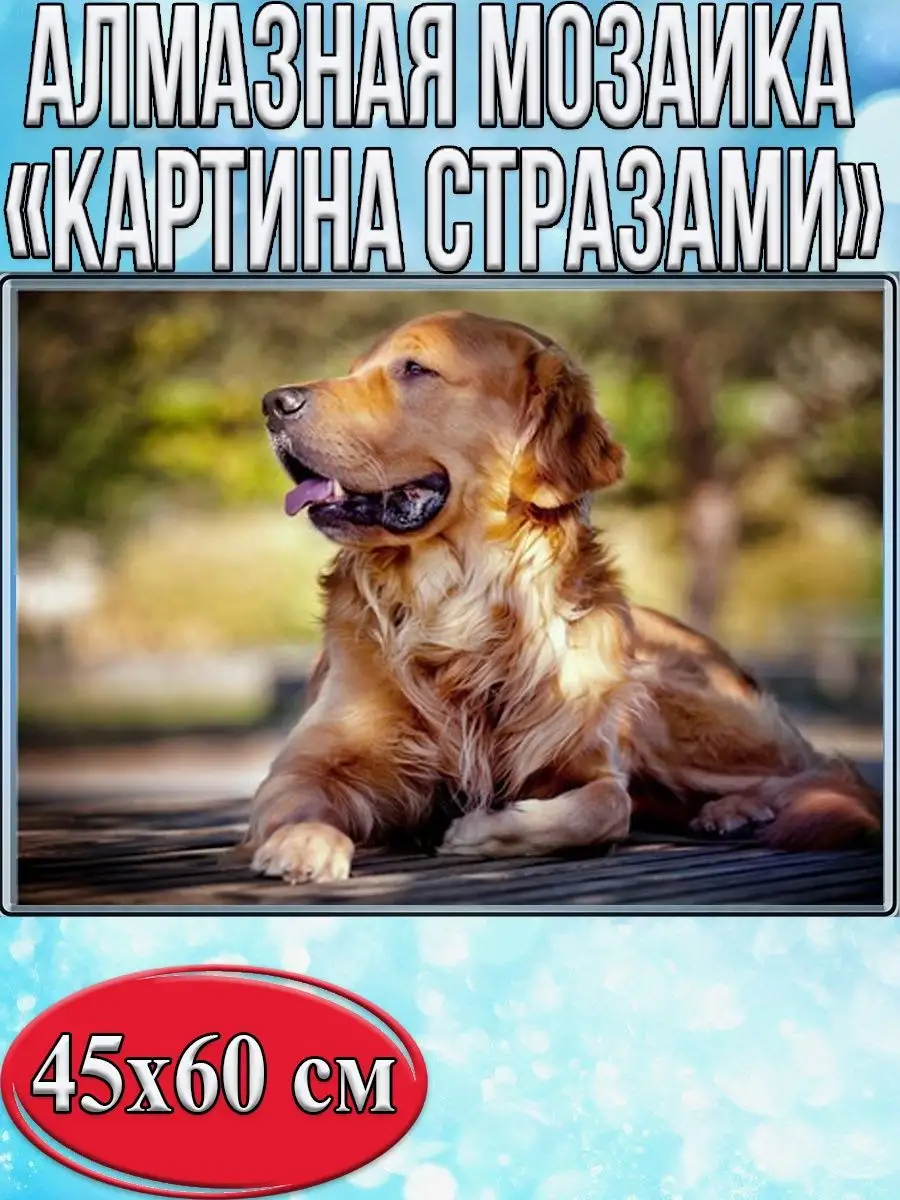 Алмазная мозаика картина стразами Золотистый ретривер, 50х65 см