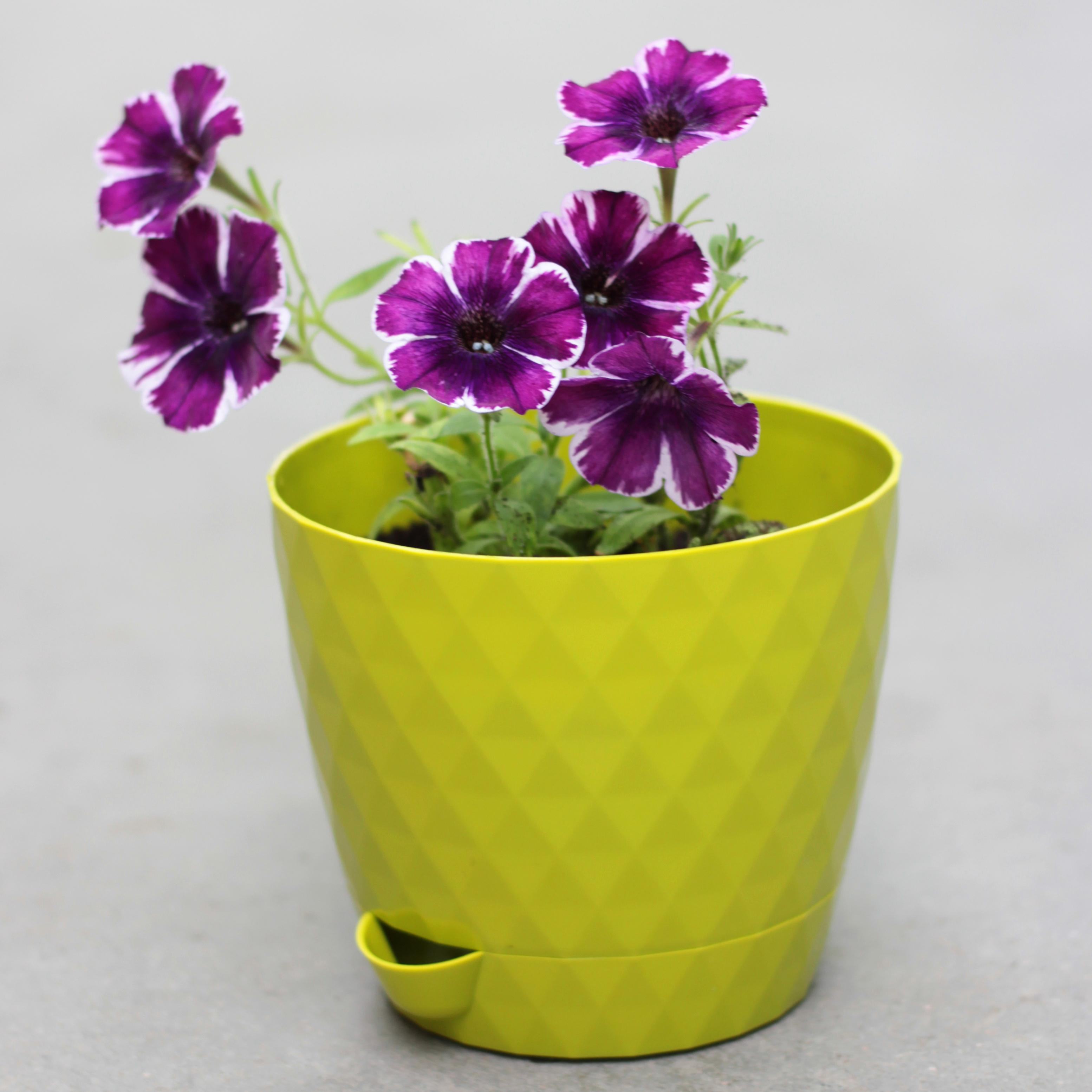 Румба-Киви-1