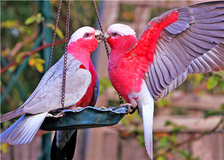 Алмазная мозаика картина стразами Неразлучники, 30х40 см