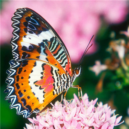 Алмазная мозаика картина стразами Бабочка на цветке, 30х30 см