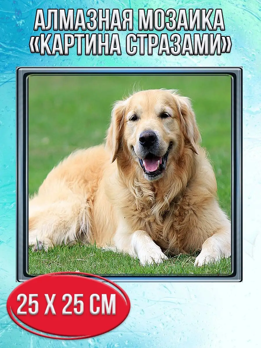 Алмазная мозаика картина стразами Лабрадор, 30х30 см