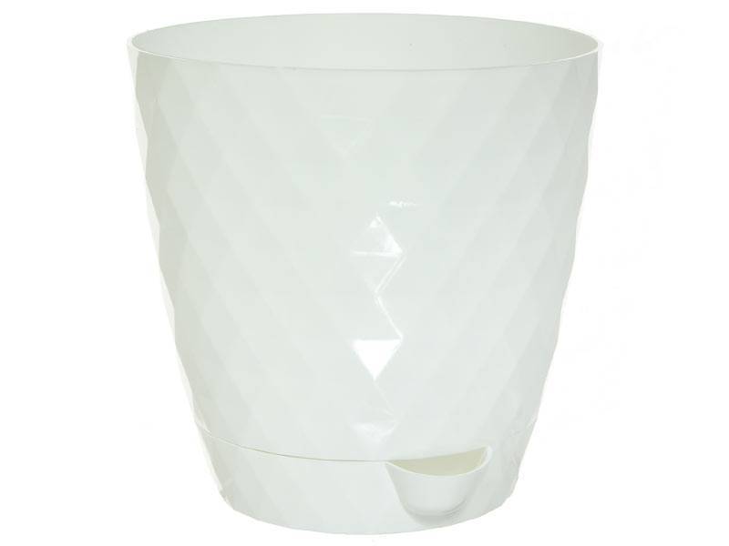 rumba_white rumba_white