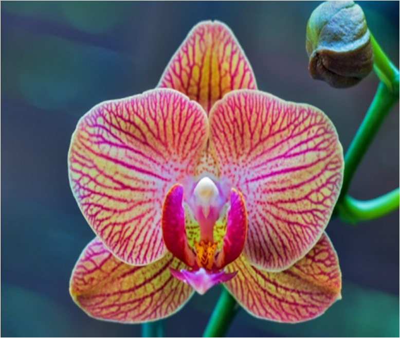 Алмазная мозаика картина стразами Орхидея, 15х20 см