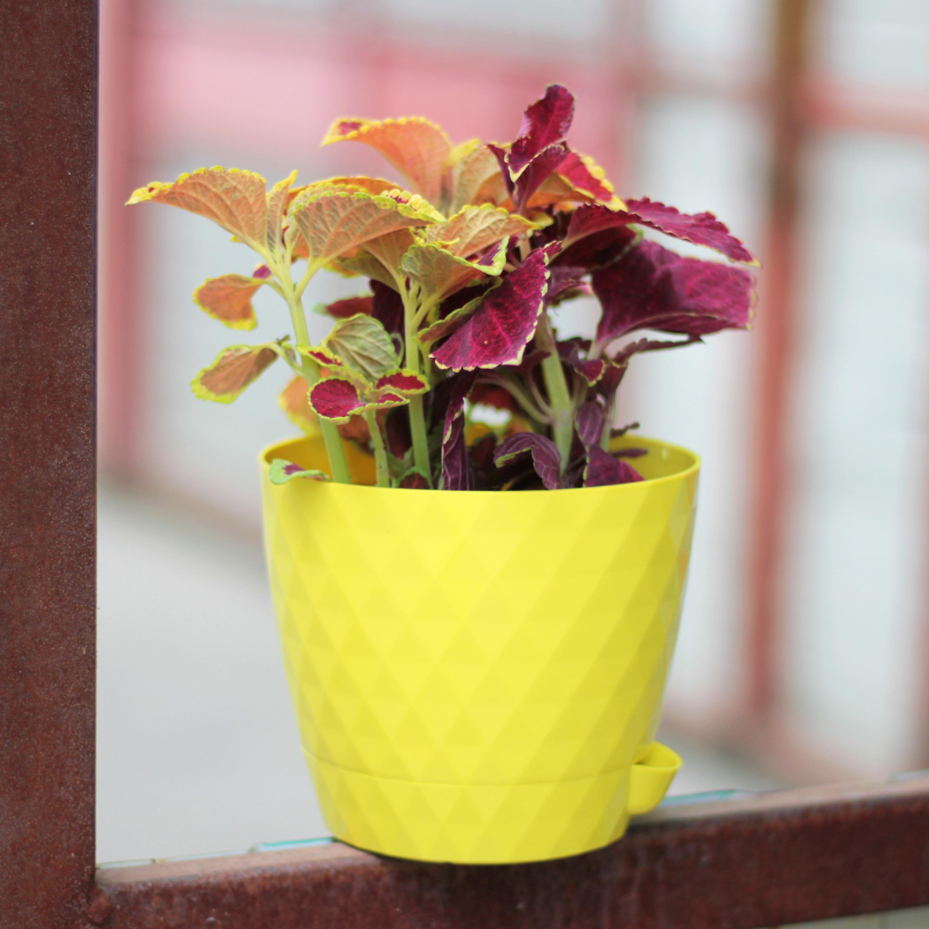 Румба-лимон