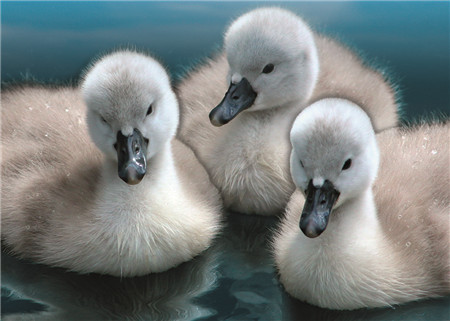 Алмазная мозаика картина стразами Три утёнка, 30х40 см Алмазная мозаика картина стразами Три утёнка, 30х40 см