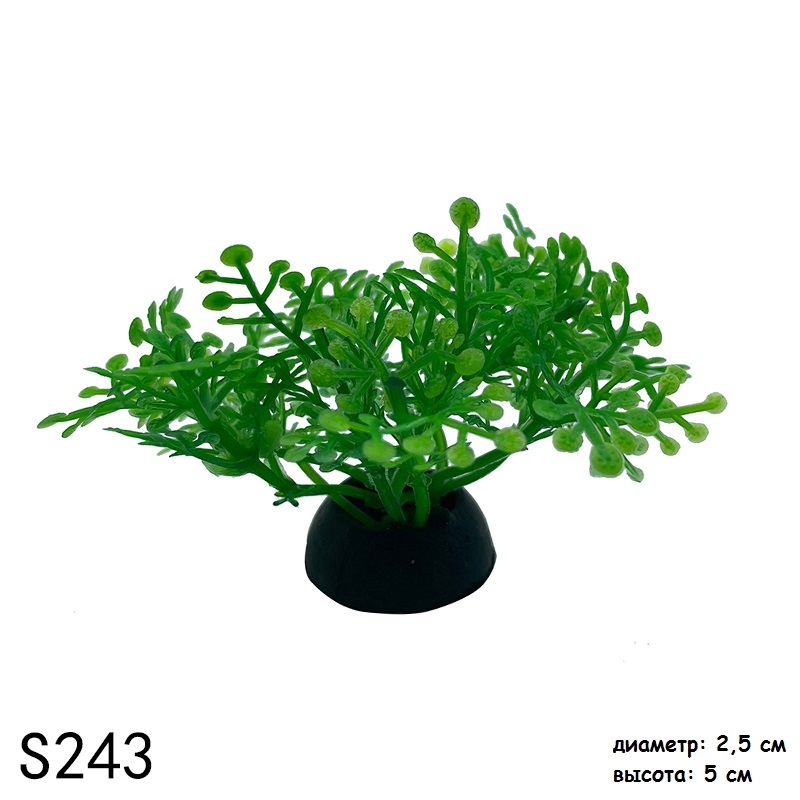 s243