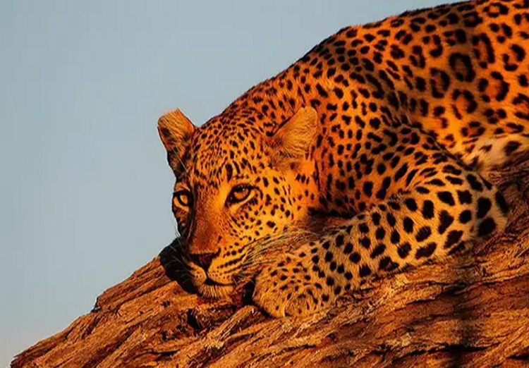 Алмазная мозаика картина стразами Леопард на дереве, 30х40 см Алмазная мозаика картина стразами Леопард на дереве, 30х40 см