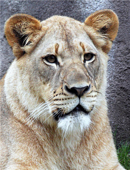 Алмазная мозаика картина стразами Львица, 40х50 см Алмазная мозаика картина стразами Львица, 40х50 см