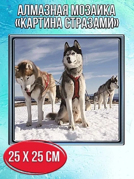 Алмазная мозаика картина стразами Собачья упряжка, 30х30 см
