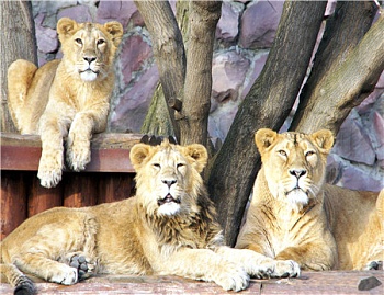 Алмазная мозаика картина стразами Львицы, 50х65 см