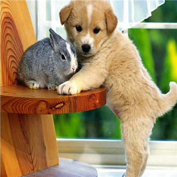 Алмазная мозаика картина стразами Щенок с кроликом, 30х30 см Алмазная мозаика картина стразами Щенок с кроликом, 30х30 см