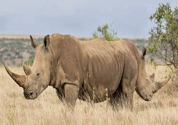 Алмазная мозаика картина стразами Носороги, 40х50 см Алмазная мозаика картина стразами Носороги, 40х50 см