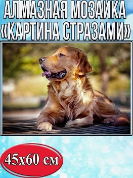 Алмазная мозаика картина стразами Золотистый ретривер, 50х65 см