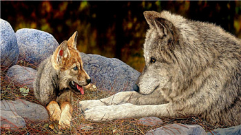 Алмазная мозаика картина стразами Волк и собака, 40х50 см Алмазная мозаика картина стразами Волк и собака, 40х50 см