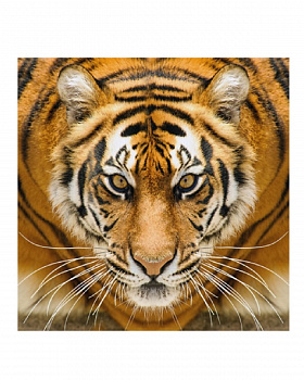 Алмазная мозаика картина стразами Тигр, 15х20 см