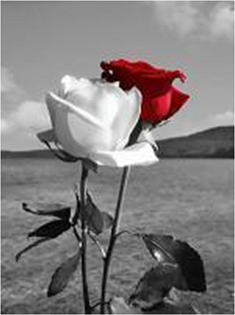 Алмазная мозаика картина стразами Две розы, 30х40 см