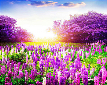 Алмазная мозаика картина стразами Лавандовое поле, 40х50 см Алмазная мозаика картина стразами Лавандовое поле, 40х50 см