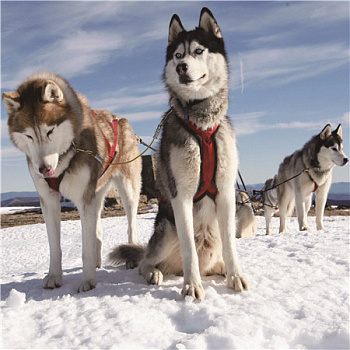 Алмазная мозаика картина стразами Собачья упряжка, 30х30 см Алмазная мозаика картина стразами Собачья упряжка, 30х30 см