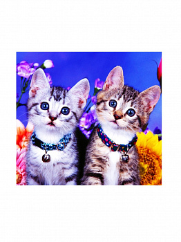 Алмазная мозаика картина стразами Два котёнка, 30х30 см Алмазная мозаика картина стразами Два котёнка, 30х30 см