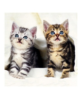 Алмазная мозаика картина стразами Два котёнка, 30х30 см