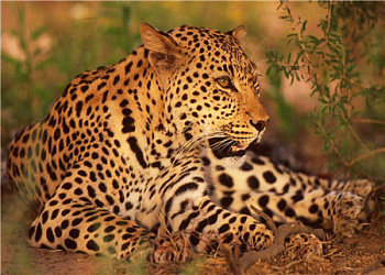 Алмазная мозаика картина стразами Леопард, 40х50 см Алмазная мозаика картина стразами Леопард, 40х50 см