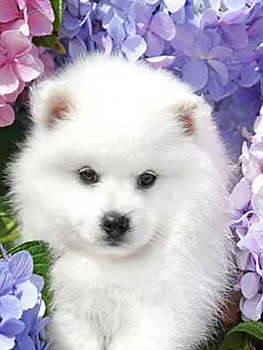 Алмазная мозаика картина стразами Самоедская собака, 30х40 см