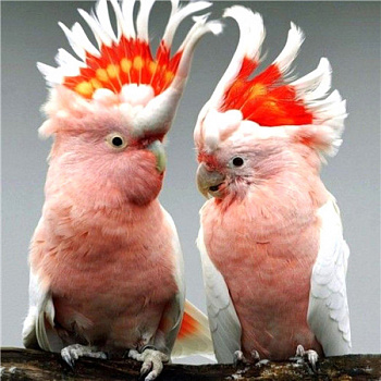 Алмазная мозаика картина стразами Попугаи какаду, 30х30 см Алмазная мозаика картина стразами Попугаи какаду, 30х30 см