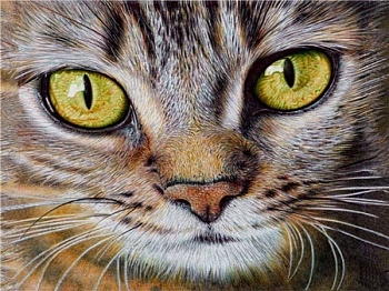 Алмазная мозаика картина стразами Кот, 40х50 см