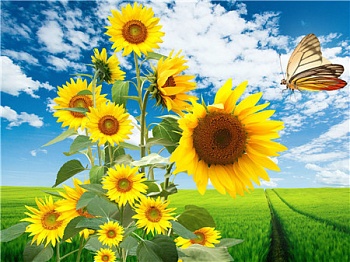 Алмазная мозаика картина стразами Подсолнухи, 40х50 см Алмазная мозаика картина стразами Подсолнухи, 40х50 см