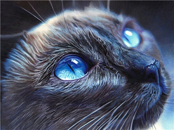 Алмазная мозаика картина стразами Голубоглазый котик, 40х50 см