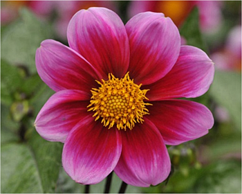 Алмазная мозаика картина стразами Цветок, 15х20 см