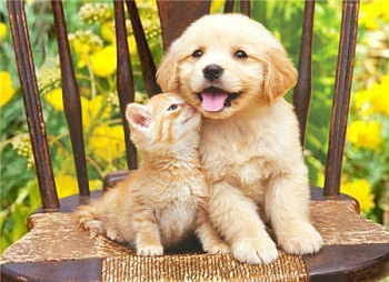 Алмазная мозаика картина стразами Котёнок и щенок, 50х65 см