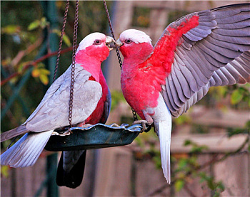 Алмазная мозаика картина стразами Неразлучники, 50х65 см