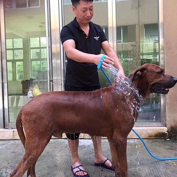 Щетка-душ для собак Pet Bathing Tool