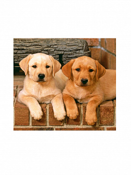 Алмазная мозаика картина стразами Два лабрадора, 30х30 см Алмазная мозаика картина стразами Два лабрадора, 30х30 см