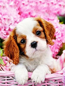 Алмазная мозаика картина стразами Щенок, 40х50 см