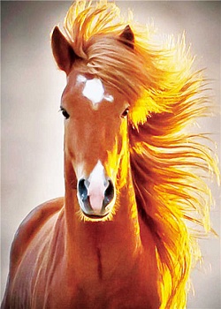 Алмазная мозаика картина стразами Лошадь, 30х40 см