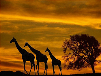 Алмазная мозаика картина стразами Жирафы на закате, 40х50 см Алмазная мозаика картина стразами Жирафы на закате, 40х50 см
