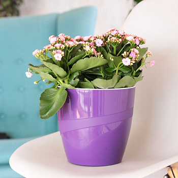 00035879 Кашпо со вставкой Грация, 4.5 л